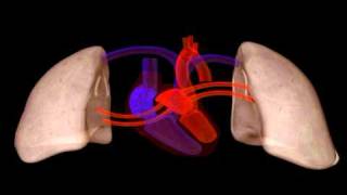 Heart Structure  Biology  Anatomy [upl. by Harad]