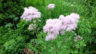 Василистник водосборолистный Thalictrum aquilegifolium [upl. by Codding354]