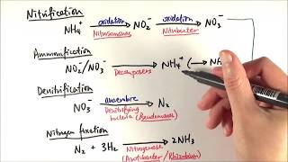 A2 Biology  Reactions in the nitrogen cycle OCR A Chapter 233 [upl. by Burris733]