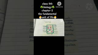 class 9 biology ch 5 The fundamental unit of life🦠Plant cell vs animal cell ☘️diffusion vs osmosis [upl. by Stinson]