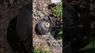 How to set up your new Tela solar bird amp pollinator fountain [upl. by Kincaid]