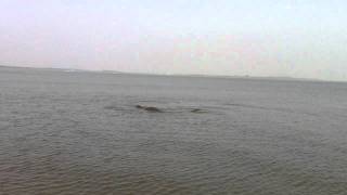 Manatees at Tybee Island [upl. by Ellehcin]