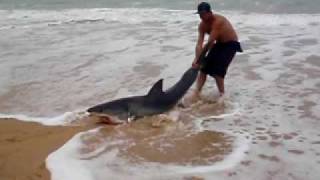 Great White Shark release [upl. by Edwin]