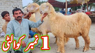 badoo bhai ki pure belli mundri bherin at bismillah goat farm dera ghazi khan sheep business [upl. by Otho]