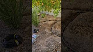 Landscape Plant Irrigation Mistakes Easy Fix [upl. by Hachmann]