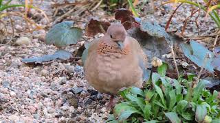 Palmukyyhky Streptopelia senegalensis Helsinki Finland 20102022 [upl. by Pelligrini]