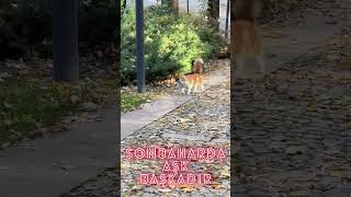 Sonbaharda Aşk Başkadır cat aşk love [upl. by Nnyre]