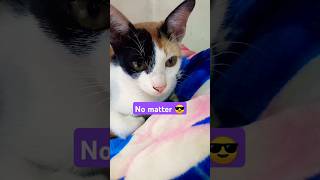 Challenge accepted 😺 challenge cat funny shorts [upl. by Boorer]