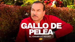 El Charrito Negro  Gallo De Pelea  Música Popular Colombiana [upl. by Aiyekal65]