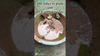 How to build Water Lily Pond at home pond fishponds waterlily [upl. by Radnaskela]