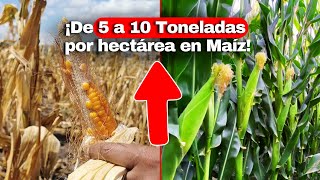 🌽 ¿Cómo pasar de 5 a 10 Toneladas por hectárea en Maíz [upl. by Chickie]