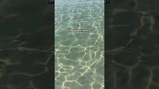 Una riunione di pesci puglia mare salento pesci sea trip vacanze vlog shorts spiaggia [upl. by Noirred]