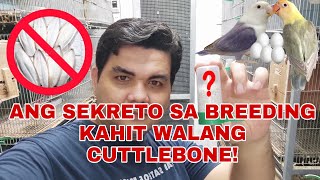 ANG SEKRETO SA BREEDING KAHIT WALANG CUTTLEBONE [upl. by Viviene672]