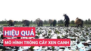 Hiệu quả từ mô hình trồng cây xen canh [upl. by Oah]