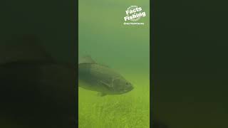 Largemouth Bass vs Bluegill shorts [upl. by Kellia]