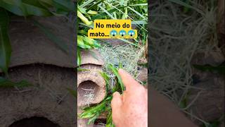 No meio do mato😱😱😱 pets alegriapet funny amiguinhospet cute amigopet animals humor [upl. by Zippel]