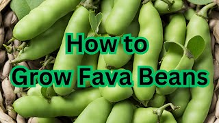 The Complete Guide to Growing Fava Beans From Seed to Harvest [upl. by Ilek]