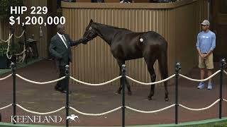 Anisette GB sells for 18 million at 2024 Keeneland November [upl. by Ailee]