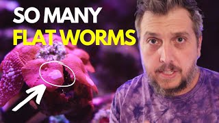 How I Got Rid of Flat Worms in My Reef Aquarium Cleaning Corals [upl. by Panther611]