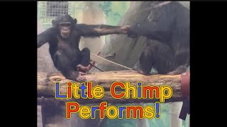 Little Chimp 🐒Performs With Help From Bigger Chimps🦍 [upl. by Chaille]