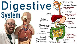 Digestive Tract Anatomy and Physiology [upl. by Leribag]