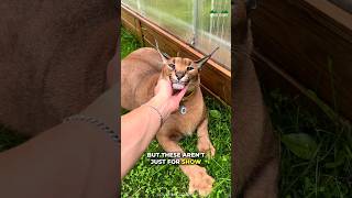 Caracal  Beautiful But Dangerous Too [upl. by Helprin]