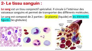 Histologie  Le tissu osseux  Globules rouges  Globules blancs  Plaquettes [upl. by Welker391]