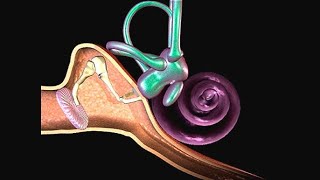 Histology Neuroscience 1 Module  Structures Of Ear [upl. by Ferro]