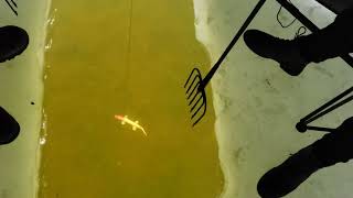 Spearfishing for Pike through the Ice [upl. by Ahsit]