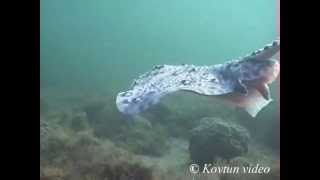 © Морская лисица шиповатый скат Raja clavata  Thornback ray [upl. by Wolliw28]