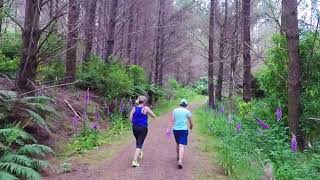 Walk up the Trig Walkway Dec 2017 Levin Horowhenua NZ [upl. by Lacee]