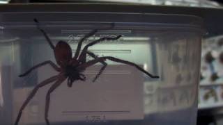 EEVblog 152  Jurassic Spider [upl. by Attenreb]