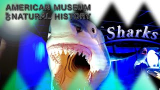 New York【Sharks Exhibition Dec15 2021  Sep 4 2023  AMERICAN MUSEUM OF NATURAL HISTORY】【4K】 [upl. by Rodie]