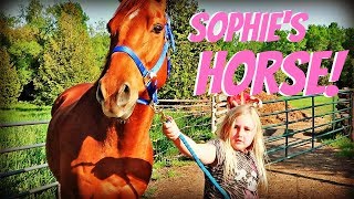 INTRODUCING SOPHIES NEW HORSE [upl. by Rollecnahc326]