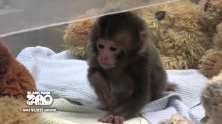 Baby Japanese Macaque at Blank Park Zoo [upl. by Adnauqahs]