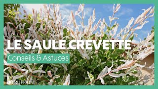 Cultiver un saule crevette  Truffaut [upl. by Derick]