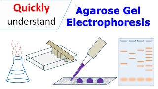 Agarose gel electrophoresis [upl. by Alet]