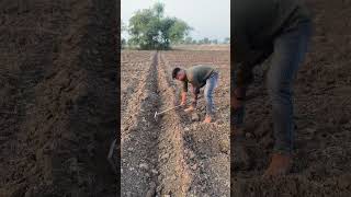 Farmer life farmer youtubeshorts farming [upl. by Kusin]