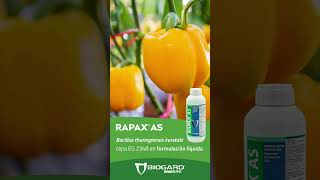 RAPAX PIMIENTO [upl. by Emile]