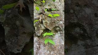 Poison ivy with its hairy roots Toxicodendron radicans [upl. by Froemming]