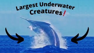 The Largest Underwater Creatures EVER Caught on Camera [upl. by Yarehs]