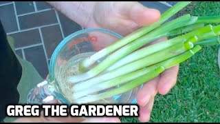 HOW TO GROW SCALLIONSGREEN ONIONS from Store Bought Ones  GregTheGardener [upl. by Solracsiul]