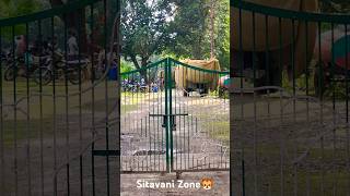 Sitavani Zone Opening Soon 🐯 corbettnationalpark jimcorbettnationalparkuttrakhand shorts [upl. by Erodavlas]