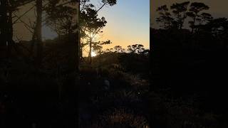 Sunset in Monterey Beach California 🌊🌲🇺🇸🦭 california hiking monterrey [upl. by Stacie]