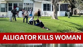 Massive alligator kills woman walking her dog next to pond [upl. by Cirdahc472]