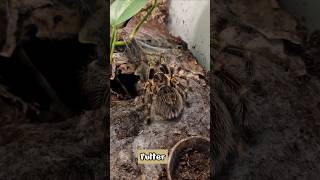 Grammostola pulchripes Futter bis zur Häutung einstellen oder Intervall erhöhen shorts [upl. by Dempstor94]