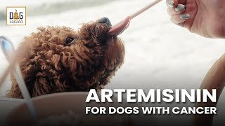 Artemisinin for Dogs with Cancer  Dr Nancy Reese Deep Dive [upl. by Enaasiali]