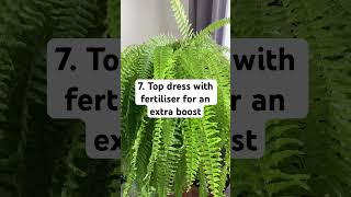 10 Laws of Boston Fern Care ferncare bostonfern ferns [upl. by Llerroj860]