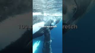 Oldest Living Whale Unveiling the Secrets of Bowhead Giants trending marine whale whatsapp [upl. by Gasser446]