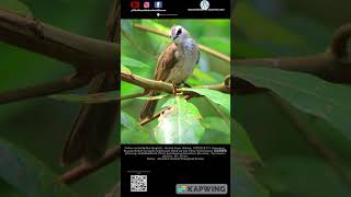 Merbah KapurMerbah Cerukcukメグロヒヨドリ bulbul birdsofinstagram birdspecies birdsvideo bird [upl. by Mignon55]